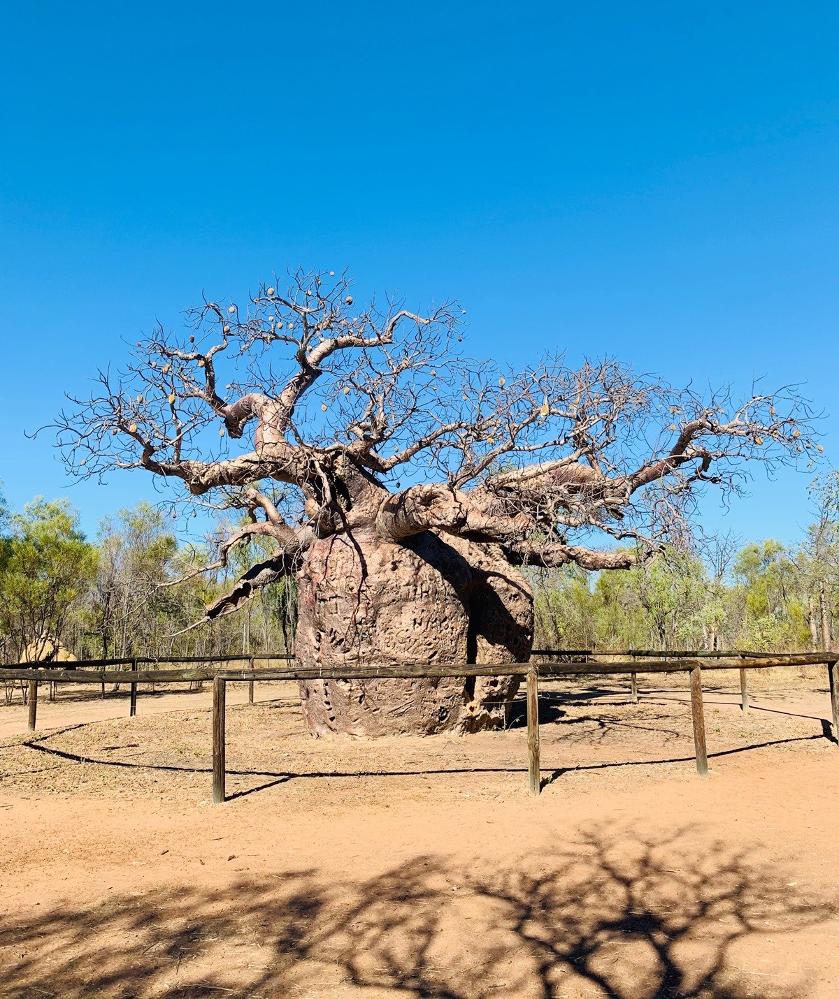 Prison Boab Tree