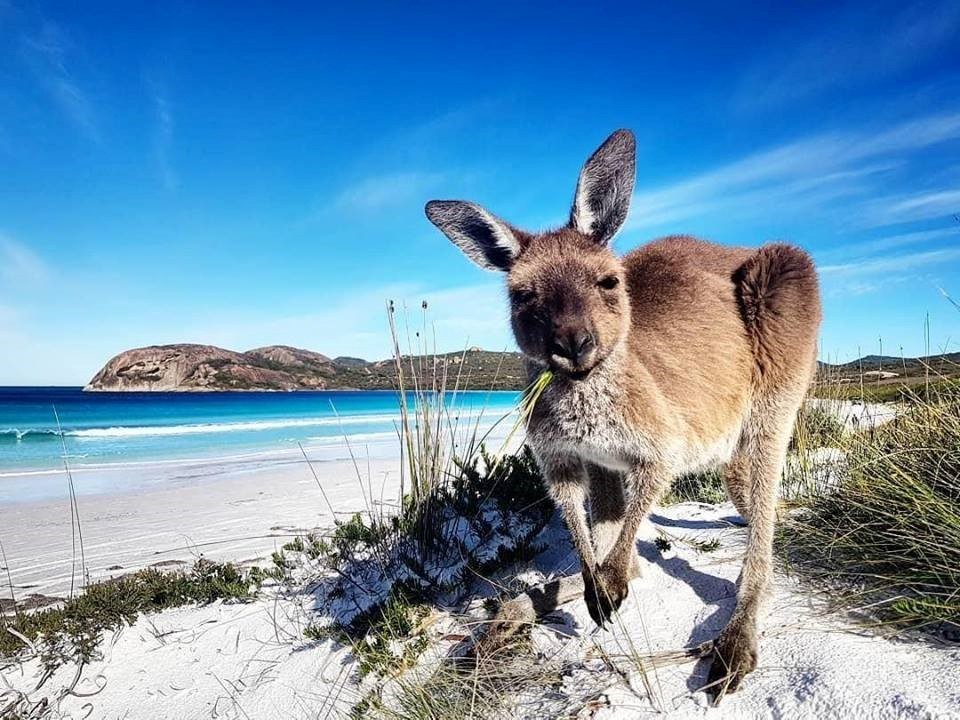 Top 5 des raisons de partir en Australie