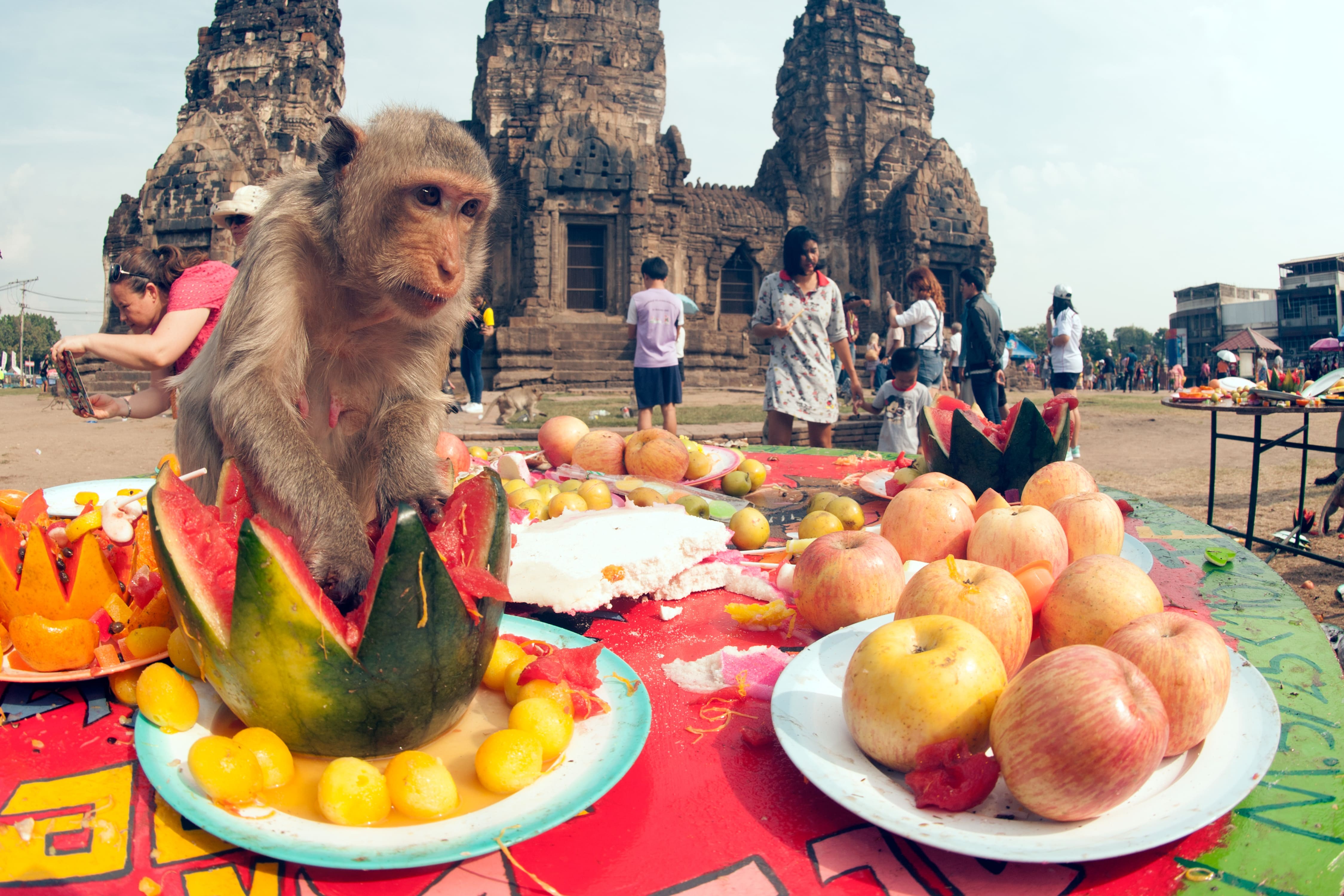 Monkey Buffet Festival - Lopburi, Thaïlande