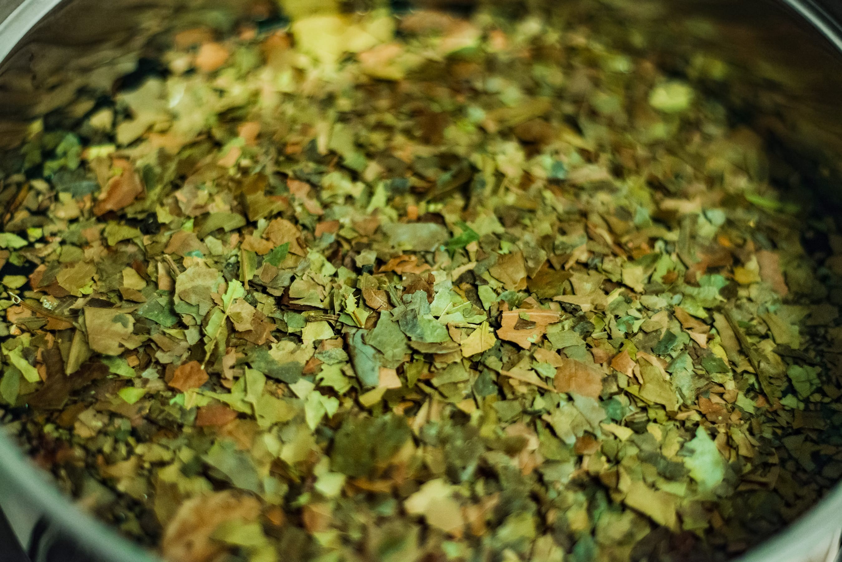guayusa