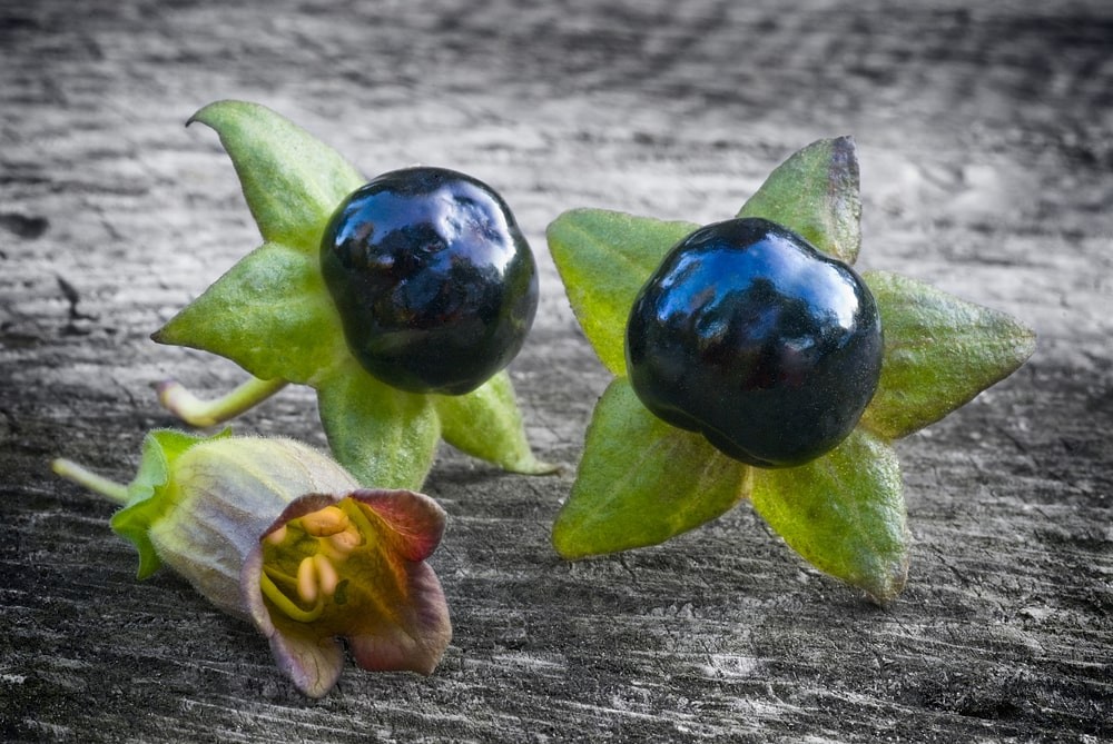 plantes psychotropes